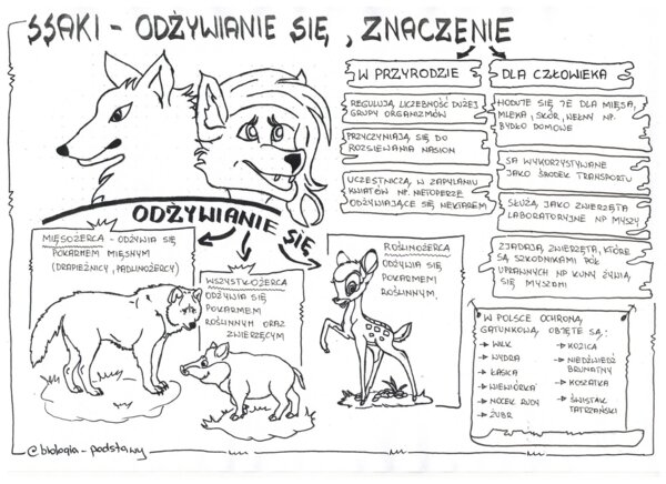 Ssaki - klasa 6 - sketchnotka cz.3