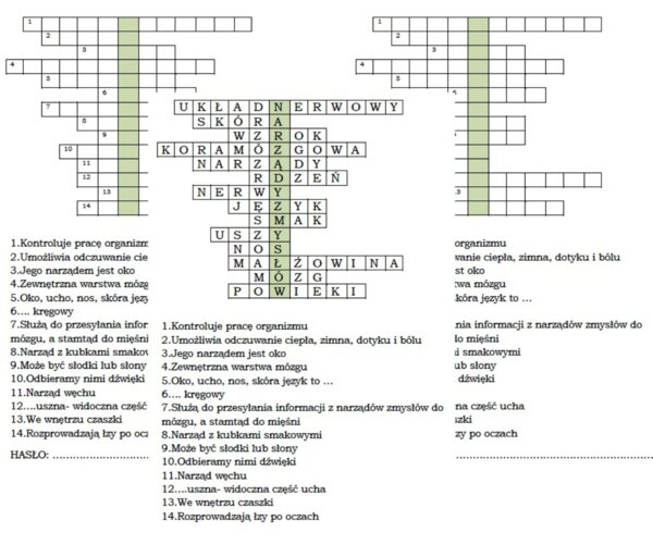 Układ nerwowy - powtórzenie wiadomości dla klasy 4