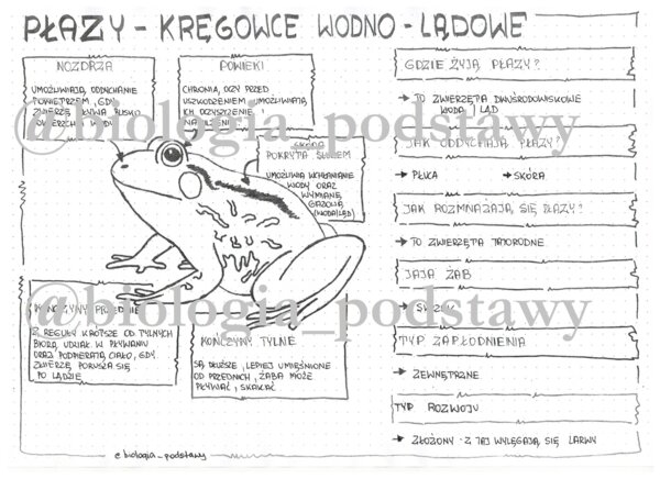 Klasa 6 - Płazy - sketchnotka