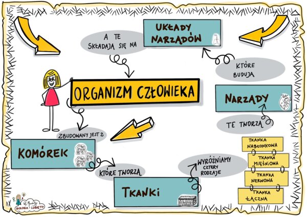 Klasa 7 - Organizm Człowieka