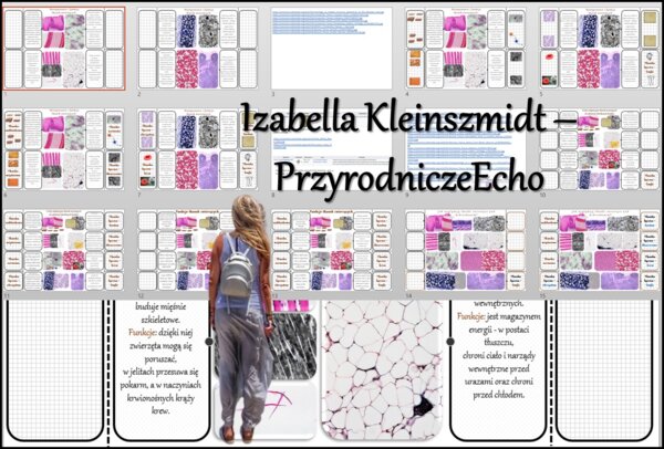 Notatki okienkowe/stacja zadaniowe/notatka/notatka graficzna/karta pracy/sketchnotka „Tkanki zwierzęce”, „W królestwie zwierząt” w pdf. Biologia 6 dział „Świat zwierząt”. Materiał wykonany na podstawie podręcznika z wydawnictwa Nowa Era – nowość 2024/202