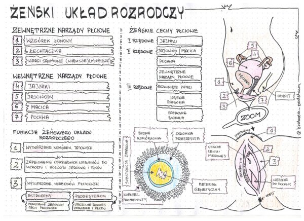 Żeński układ rozrodczy - klasa 7 - kolorowa sketchnotka
