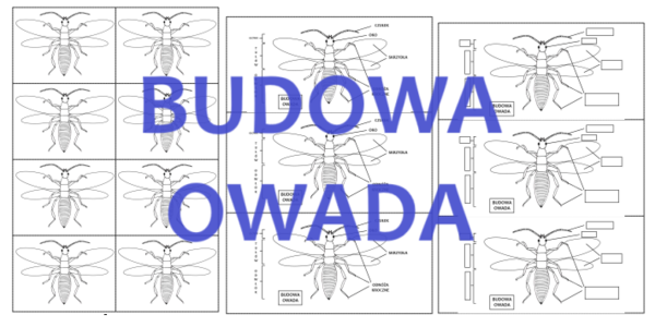 BUDOWA OWADA