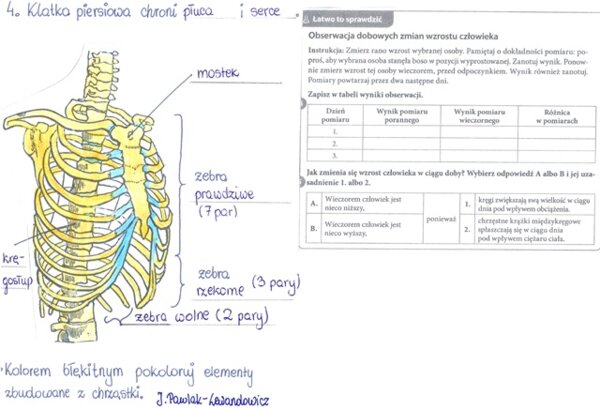 Rola i budowa szkieletu osiowego - część 2