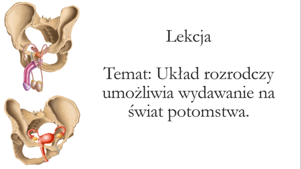Klasa 4 - Układ rozrodczy - prezentacja