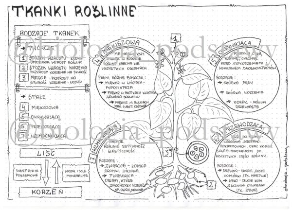 Klasa 5 - Tkanki roślinne - sketchnotka
