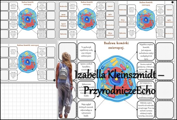 Notatka okienkowa/stacja zadaniowe/notatka/notatka graficzna/karta pracy/sketchnotka „Budowa komórki zwierzęcej” w pdf. Biologia 5 dział „Budowa i czynności życiowe organizmów”. Materiał wykonany na podstawie podręcznika z wydawnictwa Nowa Era – nowość 2