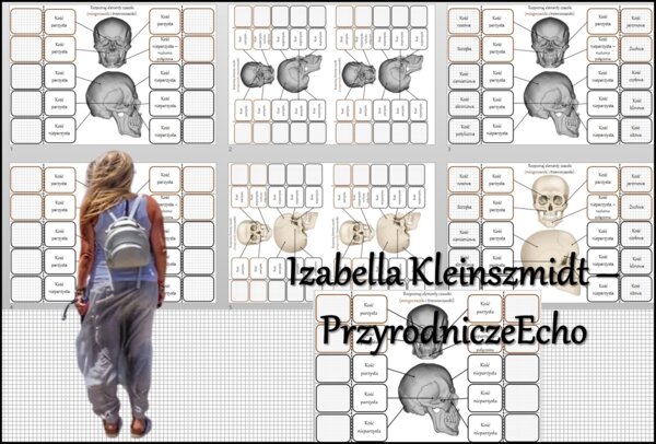 Notatka okienkowa/stacja zadaniowe/notatka interaktywna/notatka graficzna/karta pracy/sketchnotka "Budowa i rola szkieletu osiowego" „Budowa czaszki” w pdf. Biologia 7, dział „Aparat ruchu”. Materiał wykonany na podstawie podręcznika z wydawnictwa Nowa E