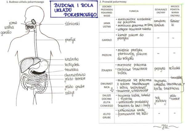 Budowa i rola układu pokarmowego (sketchnotka)