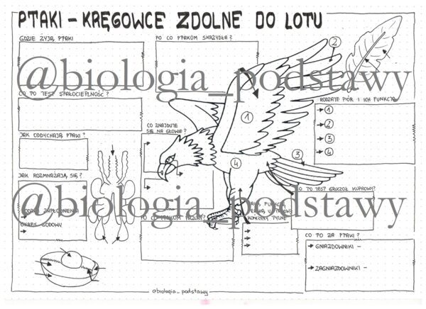 Ptaki - klasa 6 - sketchnotka