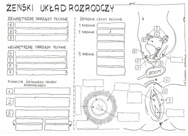 Żeński układ rozrodczy - klasa 7 - KP