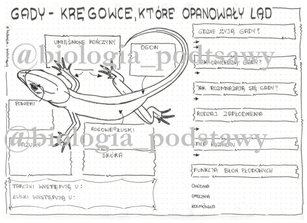 Klasa 6 - Gady - karta pracy