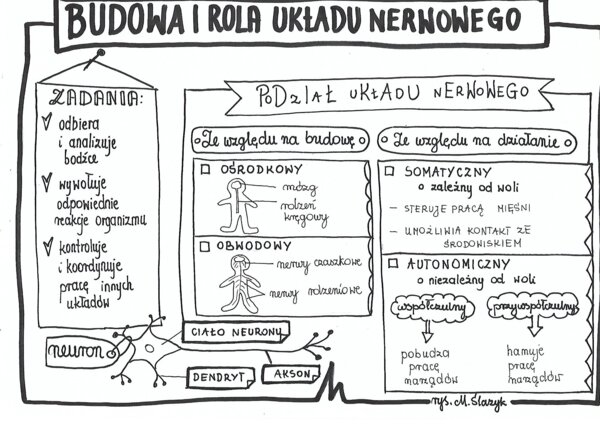 Klasa 7. Biologia. Budowa i rola układu nerwowego