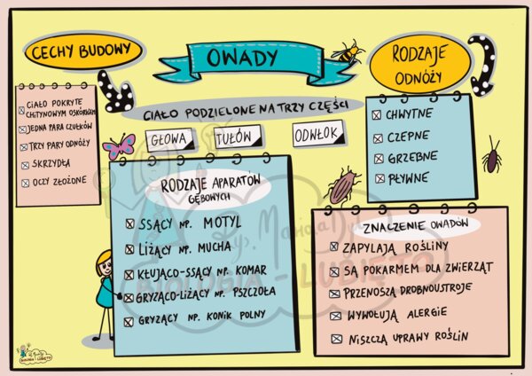 Klasa 6. Biologia "Owady" (dwie karty, kolorowa i do uzupełnienia).