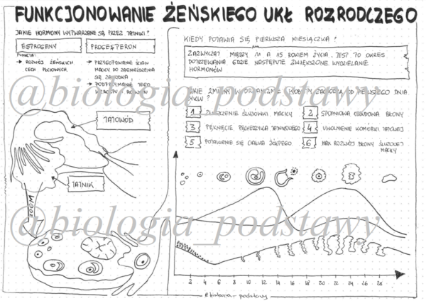Klasa 7 - Funkcjonowanie żeńskiego układu rozrodczego - sketchnotka