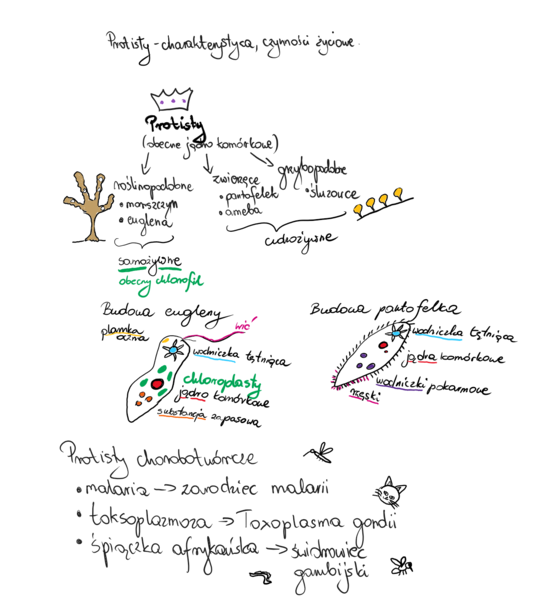 Protisty- notatka z lekcji