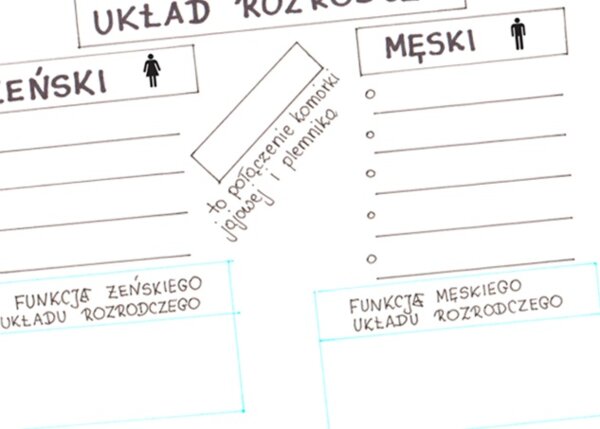 Układ rozrodczy - KP