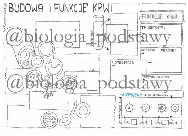 Klasa 7 - Budowa krwi - sketchnotka
