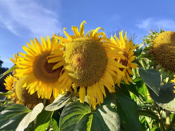 Rola autorytetu w życiu człowieka - konspekt godziny wychowawczej