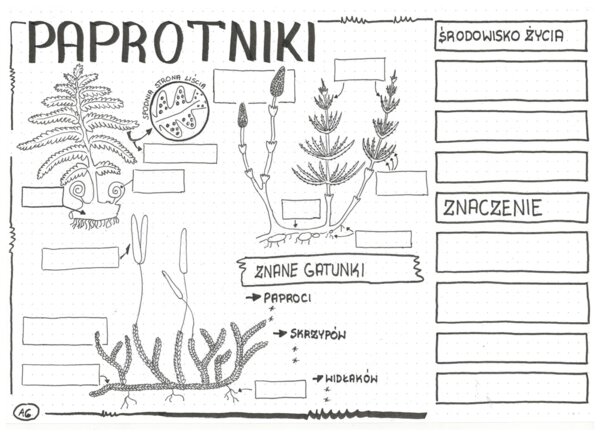 Paprotniki - klasa 5 - KP