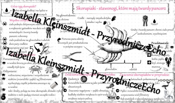 Sketchnotka - notatka „Skorupiaki - stawonogi, które mają twardy pancerz” wykonana w power point do edycji. Biologia 6; „Stawonogi i mięczaki”