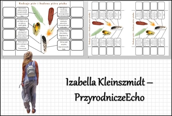 Notatka okienkowa „Rodzaje i budowa pióra” w pdf. „Ptaki-kręgowce zdolne do lotu”, Biologia 6 dział „Kręgowce stałocieplne”.