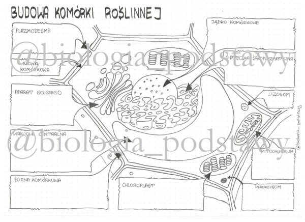 Klasa 5 - Budowa komórki roślinnej - karta pracy