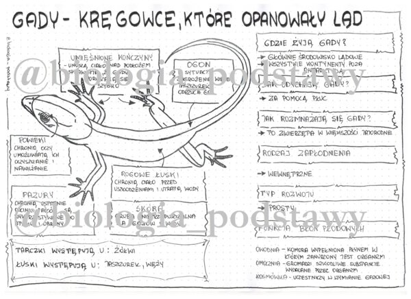 Klasa 6 - Gady - sketchnotka