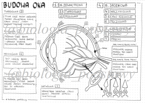 Oko - klasa 7 - sketchnotka