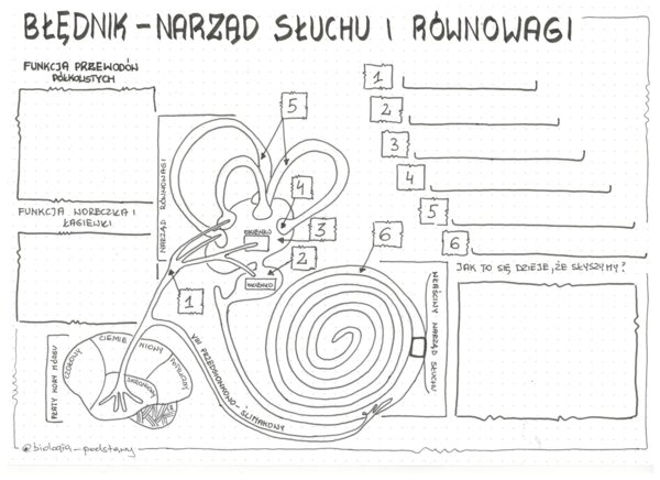 Ucho - klasa 7 - KP do uzupełnienia