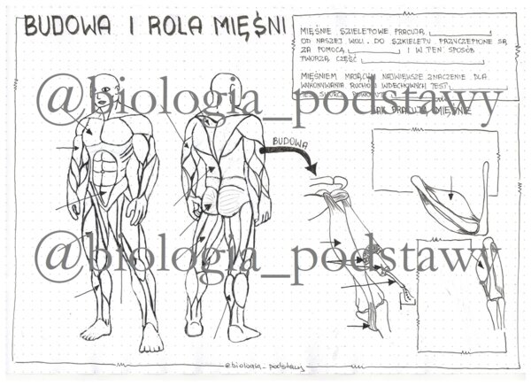 Klasa 7 - Budowa i rola mięśni - KP