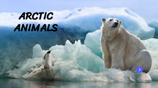 Arctic Animals - Zwierzęta Polarne.