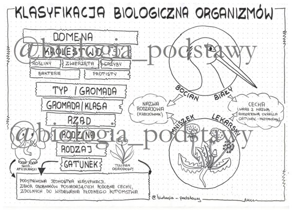 klasa 5 - Klasyfikacja organizmów - sketchnotka