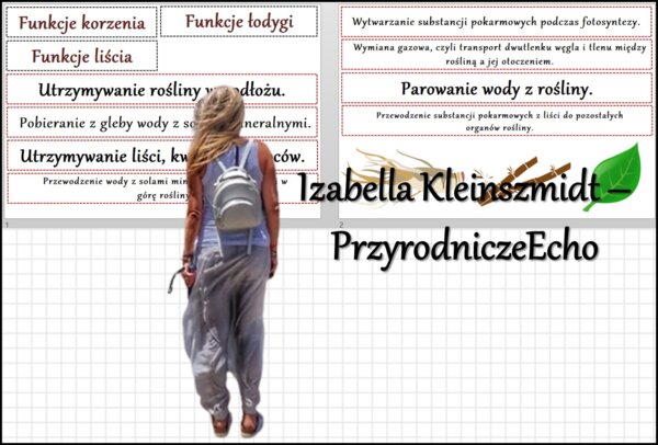 Materiał do zalaminowania/praca w grupach/stacje zadaniowe/układanka/puzzle „Funkcje korzenia, łodygi i liścia"” w pdf. Biologia 5, dział „Tkanki i organy roślinne ”.
