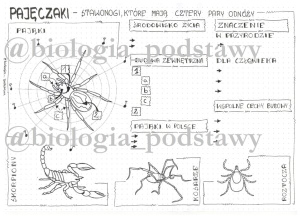 Klasa 6 - Pajęczaki - karta pracy