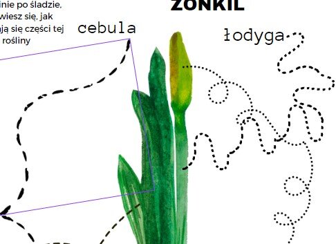 Wiosenne kwiaty zestaw kart pracy