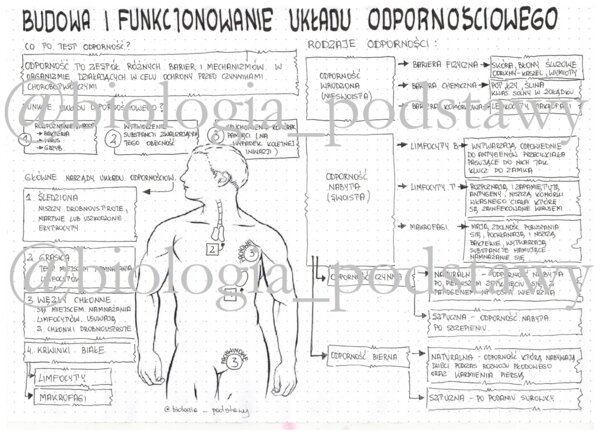 Klasa 7 - Układ odpornościowy - sketchnotka