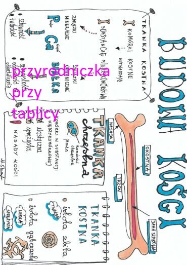 Klasa 7. Biologia. Budowa kości