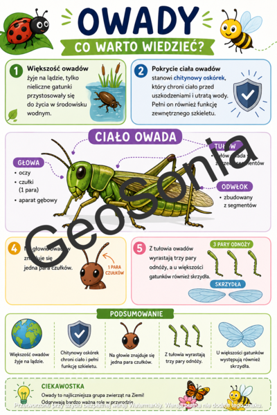 Owady biologia klasa 6 sketchnotka