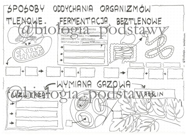 Klasa 5 - Sposoby oddychania organizmów - sketchnotka