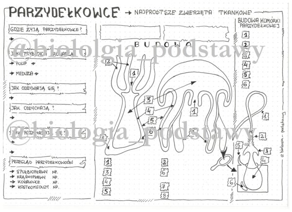 Klasa 6 - Parzydełkowce - karta pracy