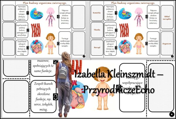 Notatka okienkowa/stacja zadaniowe/notatka/notatka graficzna/karta pracy/sketchnotka „ Plan budowy organizmu zwierzęcego”, „W królestwie zwierząt” w pdf. Biologia 5 dział „Świat zwierząt”. Materiał wykonany na podstawie podręcznika z wydawnictwa Nowa Era