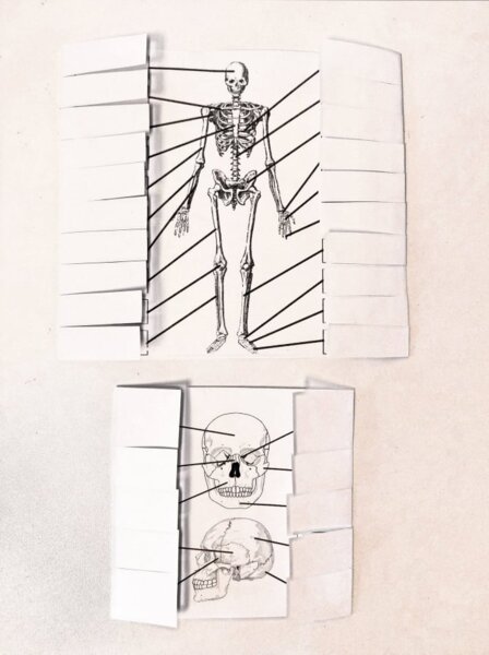 Kości człowieka - okienkowa notatka