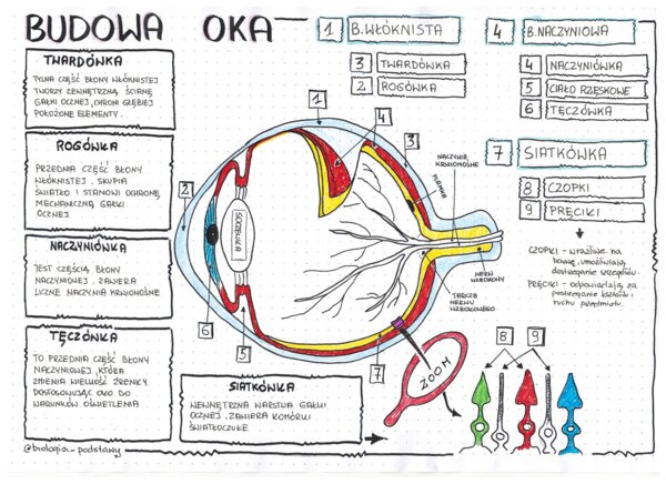 Budowa oka - klasa 7 - sketchnotka