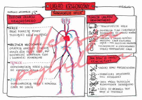 Układ krwionośny transportuje krew - przyroda kl. 4 - karta pracy wypełniona
