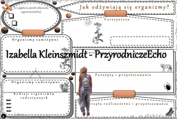 Karta pracy „Jak odżywiają się organizmy?” wykonana w power point do edycji. Przyroda 4, „Środowisko życia organizmów” na podstawie wydawnictwa WSiP