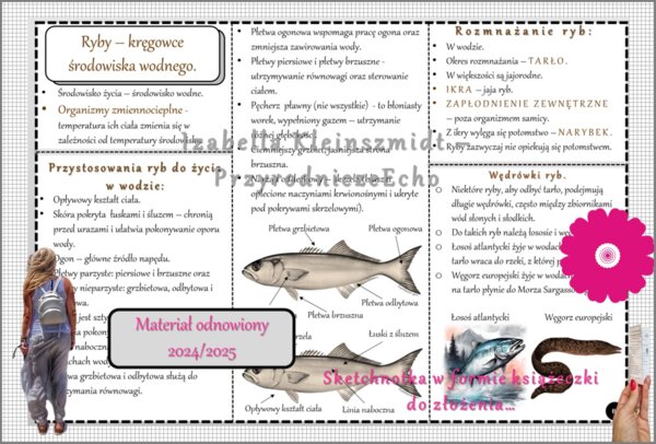 Sketchnotka/książeczka/notatka/wklejka/ściąga dla ucznia i przypomnienie dla nauczyciela/edukacja domowa. Temat „Ryby-kręgowce środowiska wodnego”. Materiał w pdf. Biologia 6, dział „Kręgowce zmiennocieplne”. Nowość 2024/2025.