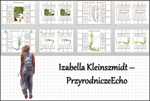 Notatki okienkowe „Budowa paproci”, "Budowa skrzypu", "Budowa widłaka" w pdf. „Paprotniki” w pdf. Biologia 5 dział „Różnorodność roślin”.