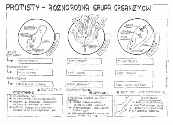 Klasa 5 - Różnorodność protistów - pakiet