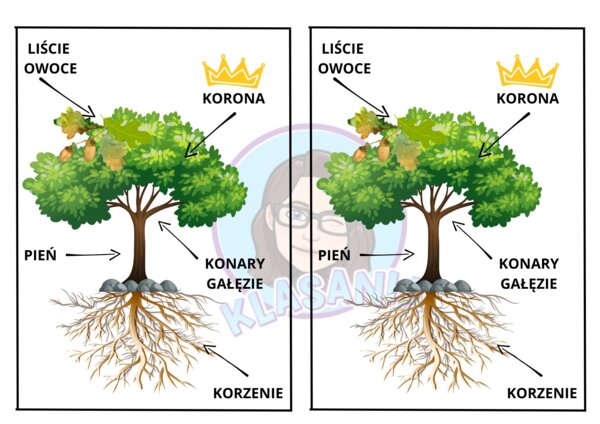 Budowa drzewa - wklejka